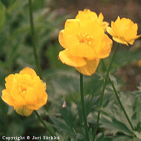 Trollius Cultorum-Ryhm 'Orange Globe', tarhakullero